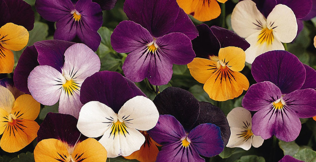 Flowers: The Magic Behind Every Event and Creative Showcase